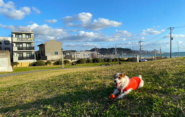 鎌倉海浜公園